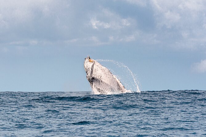 1.5 hr Jet Ski Safari tour to South Stradbroke Island! - Age rules and family suitability