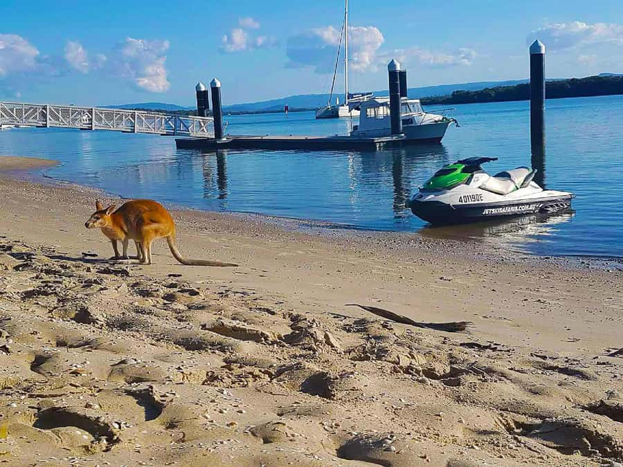 2.5-Hour Ultimate Jet Ski Safari to North Stradbroke Island - Key points at a glance