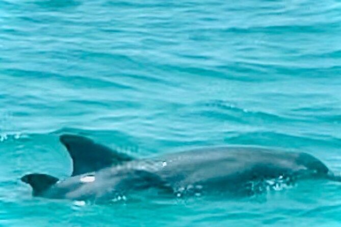 2 Hour Shell Island Jet Ski Dolphin Tour - Searching for dolphins and other wildlife