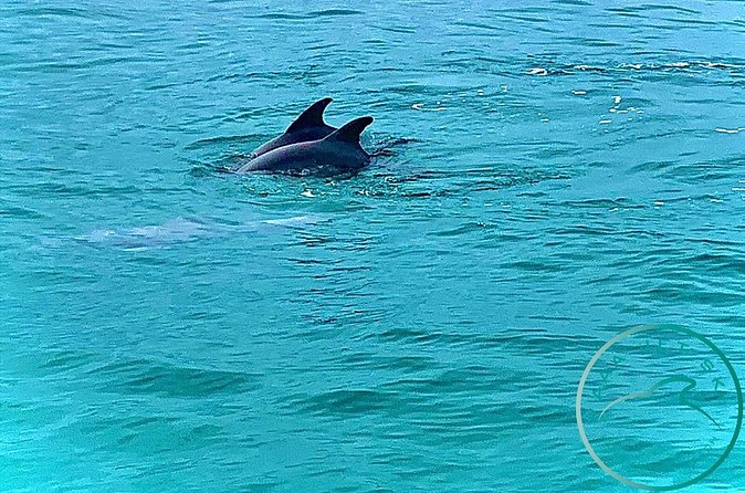 2 Hour Shell Island Jet Ski Dolphin Tour - Free riding time and group rhythm