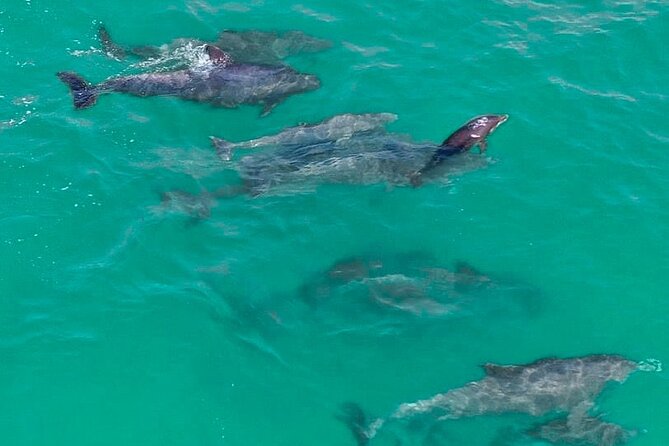 2 Passenger Jet Ski Dolphin Tour from Gilligan’s Watersports - Starting at Gilligan’s Watersports on Harbor Boulevard