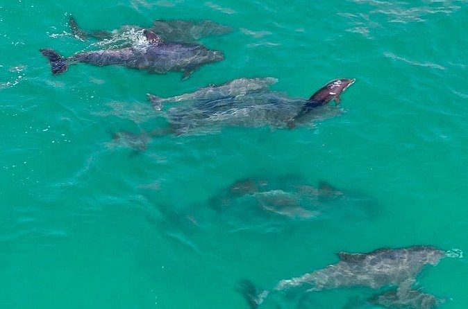 2 Passenger Jet Ski Dolphin Tour from Gilligan’s Watersports - Booking, cancellations, and useful timing advice