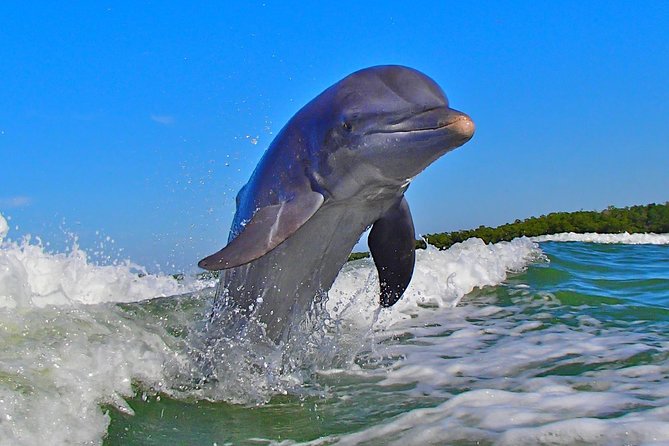 Avi's Premium Dolphin Tour by Jet Ski - Should you book Avi’s dolphin jet ski tour?