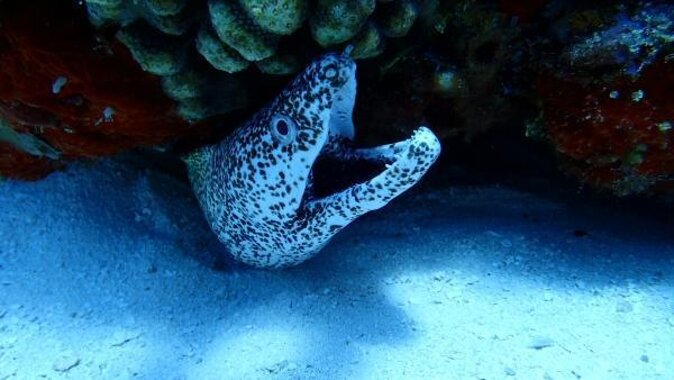 Best Cozumel Jet Ski Tour + Drinks + Snorkeling - A Fast Start at San Francisco Beach Club