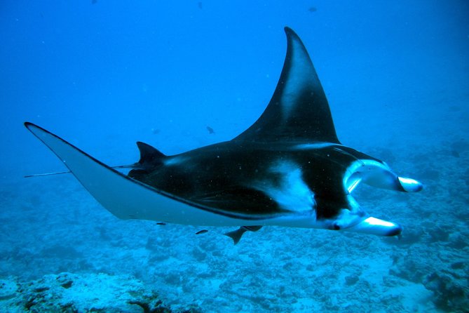 Bora Bora Jet Ski Tour, & Eco Shark / Ray Snorkel Cruise - Is $323.28 good value?