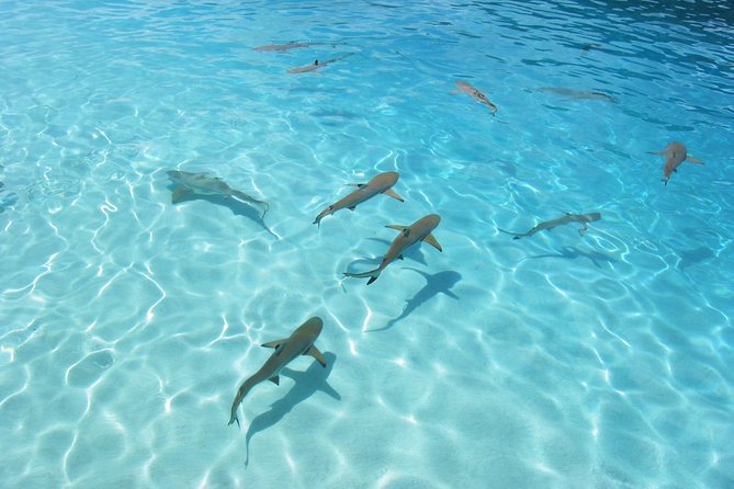 Bora Bora Jet Ski Tour, & Eco Shark / Ray Snorkel Cruise - What to pack and how to prepare