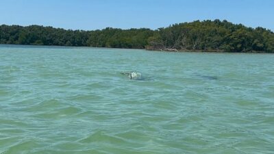 Dolphin Jet Ski Tour – 1 SKI FOR UP TO 3 PEOPLE
