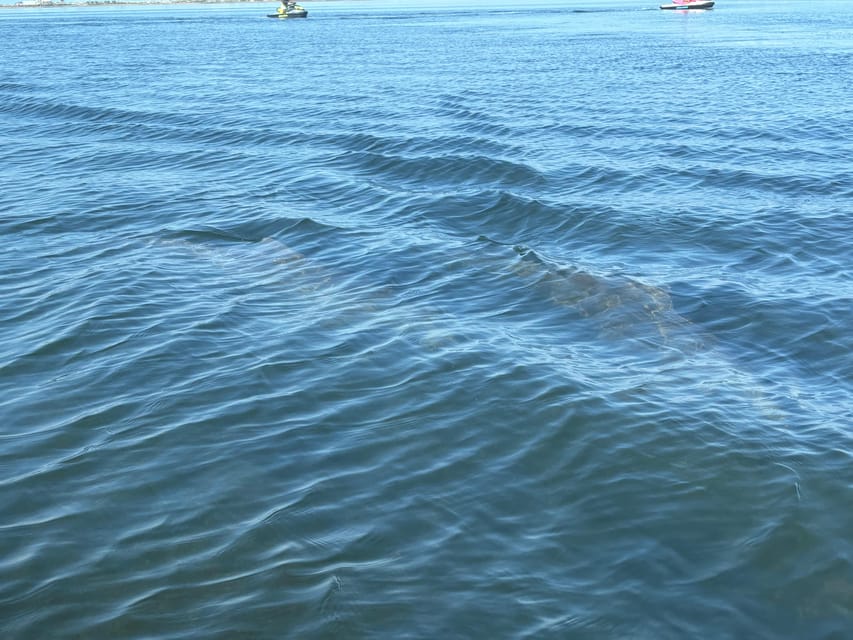Clearwater: Dolphin Jet Ski Tour - 1 SKI FOR UP TO 3 PEOPLE - Looking for dolphins and manatees