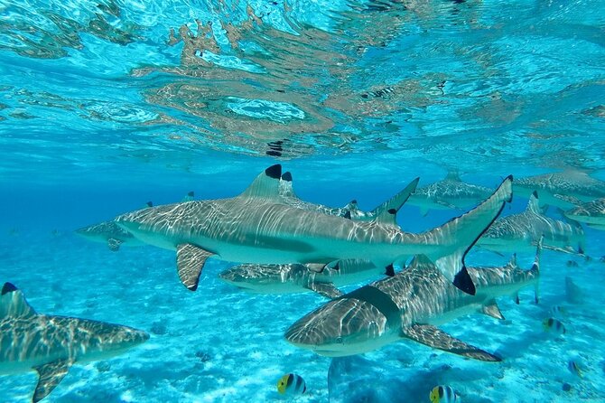 Combo snorkeling + motu lunch + jet ski group tour full day - Group size, price, and practical value