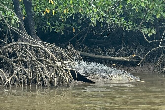 Croc Spotting Jetski Experience in Cairns City - Key points to know before booking