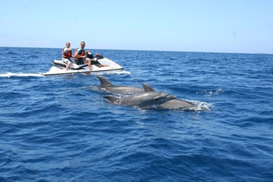 Destin: Crab Island Dolphin Jet Ski Tour - Looking for Atlantic bottlenose dolphins