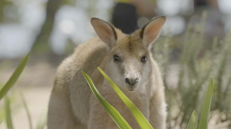 Gold Coast: Stradbroke Island Jetski Tour - Wildlife watching without chasing animals