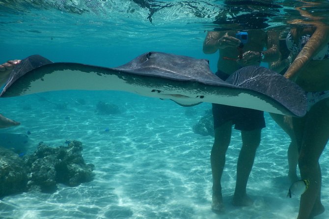 Jet-ski excursion 3 hrs Jet ski excursion to Moorea (single or two-seater) - Stingrays and blacktip reef sharks near Moorea