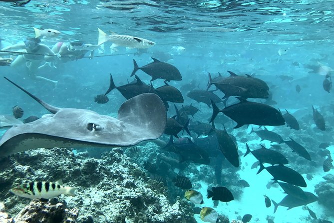 Jet Ski Moorea Customed Tour only - What the best guides add to the ride