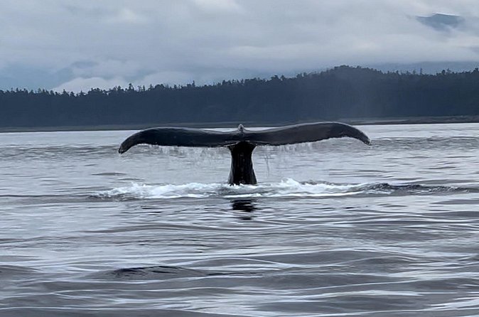 Juneau Jetski & Whale Adventure - Islands, Coves, and the Route That Changes With Weather