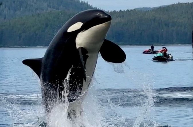 Juneau Jetski & Whale Adventure - What Riding an Alaskan Jet Ski Feels Like