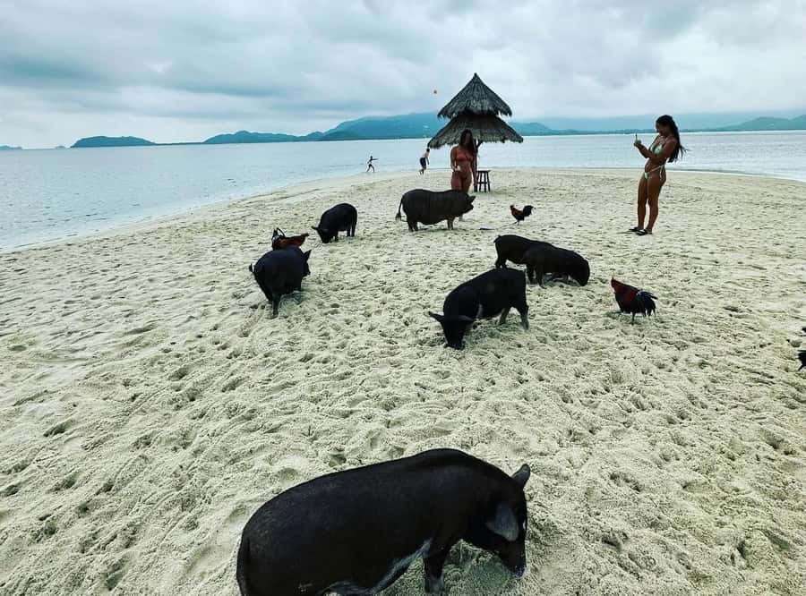 Koh Samui: Jetski Safari, Snorkeling to Pig & Virgin Islands - What the $220 price really buys you