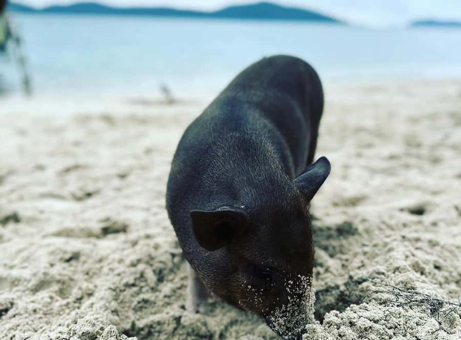 Koh Samui: Jetski Safari, Snorkeling to Pig & Virgin Islands - Starting in Koh Samui with a short van transfer
