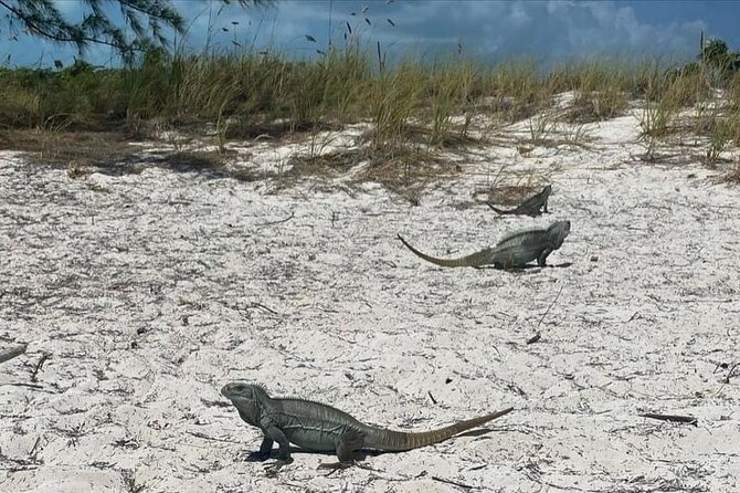 Let me take you to Caicos Jetski safari Private Tour - What this three-hour safari is really offering