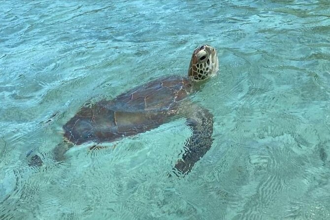 Let me take you to Caicos Jetski safari Private Tour - La Famille Express Shipwreck, one hour of real adventure