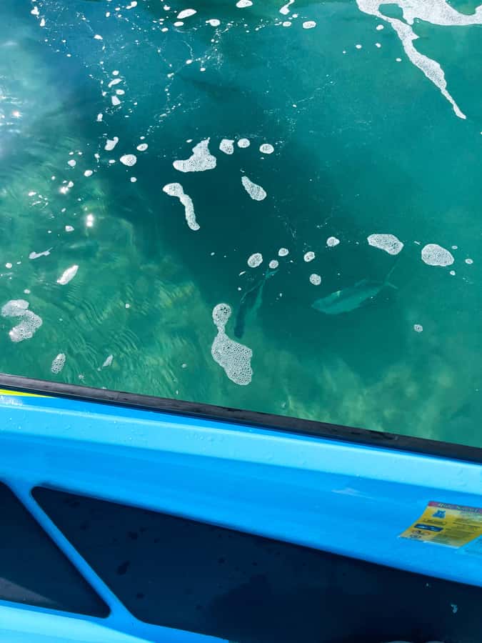 Magnetic Island: 5 Beach Bay Jet Ski Tour - Is $176 good value for two people?