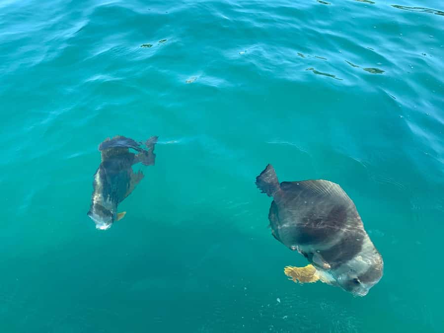 Magnetic Island Snorkel Jet Ski Tour - Key points at a glance