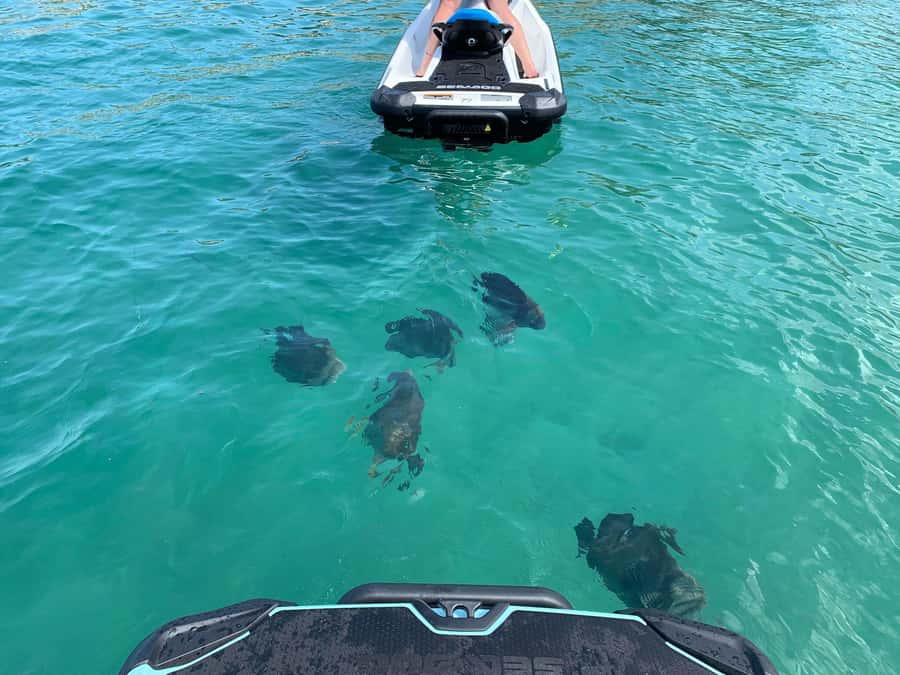Magnetic Island Snorkel Jet Ski Tour - What the two-hour Magnetic Island tour is really like