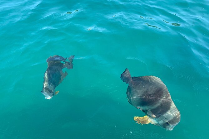 Magnetic Island Snorkel Jet Ski Tour - Who will get the most from this outing?
