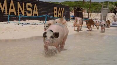 Mansa Bay w/ Swimming Pigs, Banana Boat, JetSki & Snorkeling
