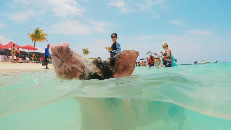Mansa Bay w/ Swimming Pigs, Banana Boat, JetSki & Snorkeling - What to pack and who should skip it