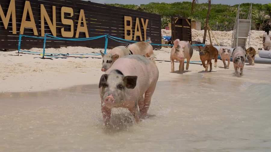 Mansa Bay w/ Swimming Pigs, Banana Boat, JetSki & Snorkeling - From the Bahamas Jet Boat sign to Nassau Harbor