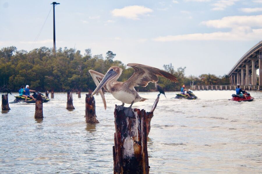 Marco Island: Ten Thousand Island Jet Ski Guided Tour - Reaching Rookery Bay National Reserve