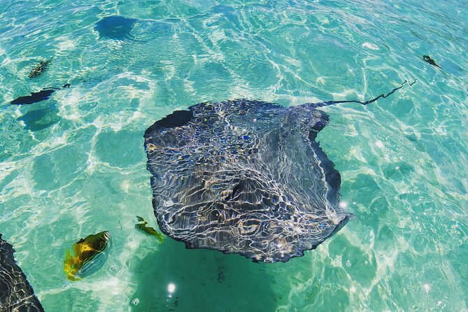 Moorea Solo or Twin 2 hours Jet Ski Tour - What the guides add to the ride