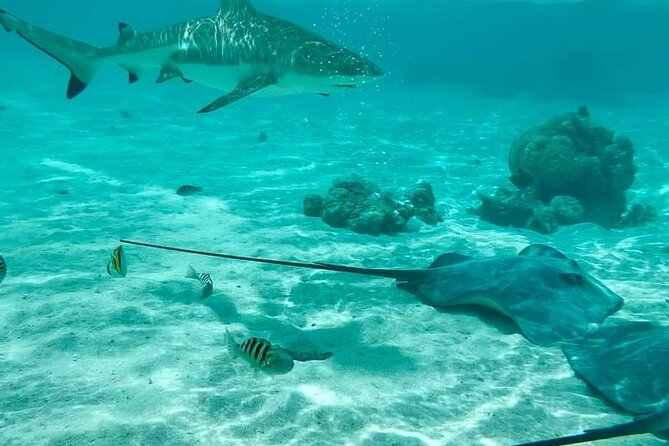 Moorea Solo or Twin 2 hours Jet Ski Tour - The 20-minute marine-life stop