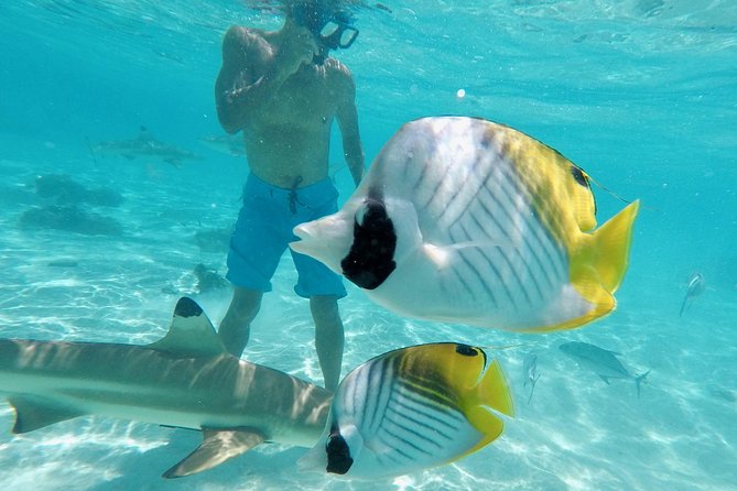 Moorea Solo or Twin 3 hours Jet Ski Tour - How much value do you get for $131.28?