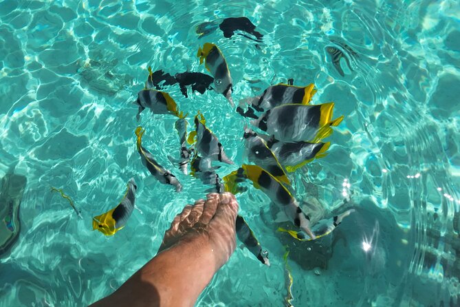 Moorea Solo or Twin Island Tour Jet Ski 4 hours - Cook Bay: photographs, stories, and island views