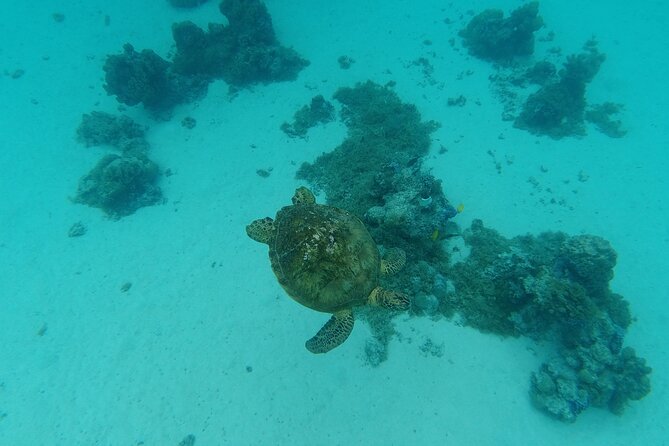 Moorea Solo or Twin Island Tour Jet Ski 4 hours - Opunohu Bay and the Polynesian side of Moorea