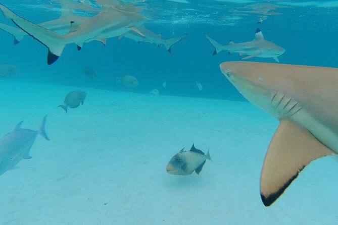 Moorea Solo or Twin Island Tour Jet Ski 4 hours - Snorkeling with rays, sharks, and reef fish