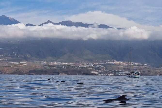 Ocean Pack Tenerife Jet Ski and Yacht Whale Watching - The three-hour yacht and whale-watching outing