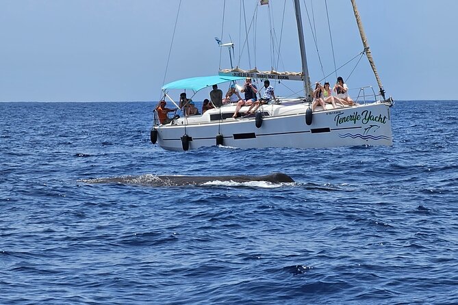 Ocean Pack Tenerife Jet Ski and Yacht Whale Watching - Who will get the best value