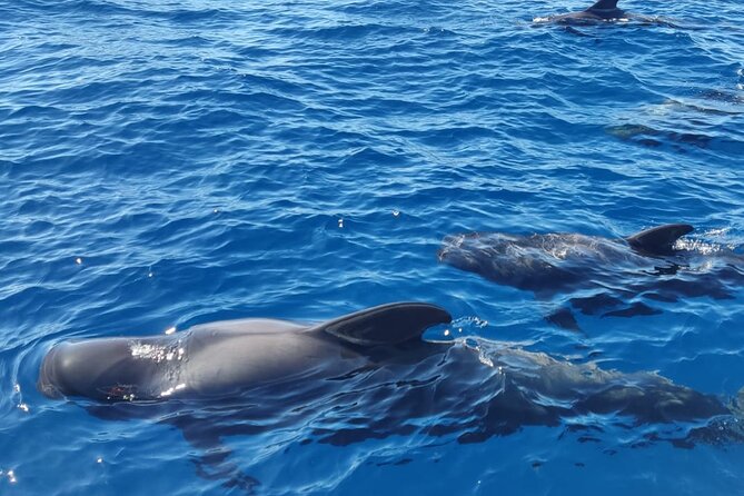 Ocean Pack Tenerife Jet Ski and Yacht Whale Watching - Weather, cancellation, and timing