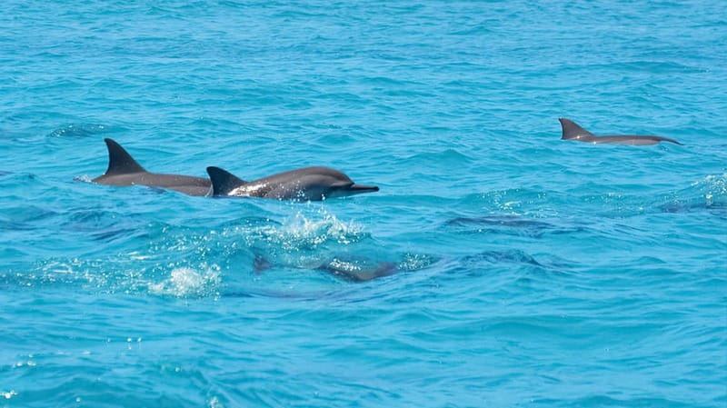 Santa Eulalia: Jet Ski Tour with Optional Dolphin Searching - Key points to know before you book