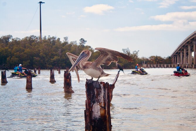 Ten Thousand Island Jet Ski Eco Tour - Marco Island - Red mangroves and narrow backwater passages
