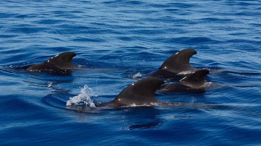 Tenerife: Ocean Pack Jet Ski and Yacht Whale Watching - Why the jet ski hour may be the highlight