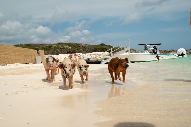 The Ultimate Bahamian Beach Day: Pigs, Jet Ski, Snorkeling & More - Who will enjoy this Bahamian beach day most