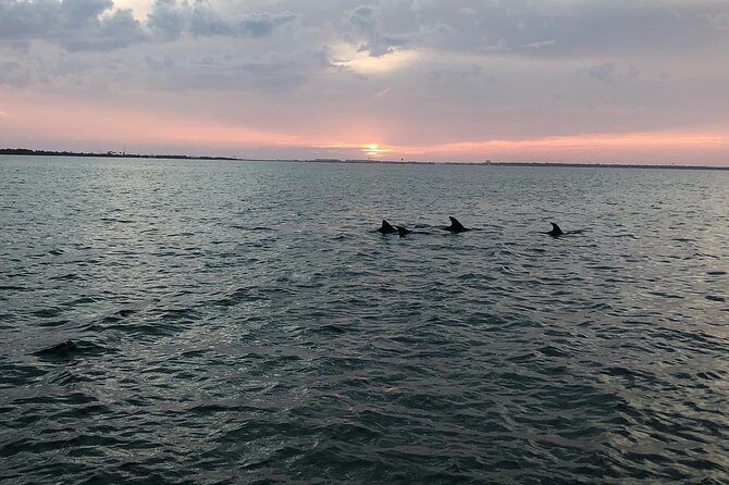 Waverunner Dolphin Tour - What makes the wildlife experience worthwhile