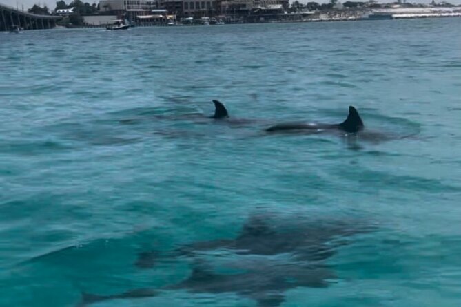 Waverunner Dolphin Tour - What to bring and what to leave behind